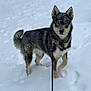 dog, snow, leash, outdoor, animal, winter, fur, pet, canine, walking, cold, nature, alert, standing, snowflakes, background, daylight, mammal, playful, fur_dust