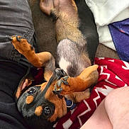 Sausage joined the competition — help win amazing prizes! animal, black_and_tan, blanket, carpet, collar, companion, cozy, cute, cute_pet, dog, fur, human_leg, indoors, lying_down, paw, pet, playing, puppy, relaxed, small_dog