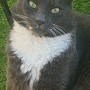 Watson a rejoint le concours — aidez-le/la à gagner de superbes lots ! alert, animal, black_fur, cat, close_up, ears, eyes, feline, garden, green_grass, long_fur, lying_down, nature, outdoor, pet, portrait, relaxed, tuxedo_cat, whiskers, white_chest