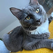 Watson participe au concours pour gagner de l'argent avec cette photo : abyssinian, animal, blackcat, cat, kitten, manx, pet, siamese