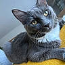 Watson participe au concours pour gagner de l'argent avec cette photo : abyssinian, animal, blackcat, cat, kitten, manx, pet, siamese