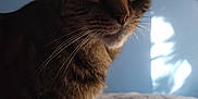 Bear is registered to the contest to win money with this photo: cat, tabby, close_up, indoor, pet, fur, whiskers, animal, curious, face, eyes, portrait, bed, blanket, blue_wall, sunlight, shadow, cozy, feline, domestic_animal