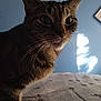 cat, tabby, close_up, indoor, pet, fur, whiskers, animal, curious, face, eyes, portrait, bed, blanket, blue_wall, sunlight, shadow, cozy, feline, domestic_animal
