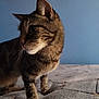Bear joined the competition — help win amazing prizes! cat, tabby, pet, animal, feline, whiskers, fur, ears, bed, blanket, indoor, blue_wall, curious, looking_away, closeup, domestic_cat, mammal, four_legs, home, texture