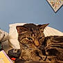 abyssinian, accessories, animal, bag, cat, computer, couch, electronics, envelope, furniture, greetingcard, handbag, hardwood, kitten, laptop, mail, manx, pc, pet, wood