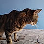 cat, tabby, feline, pet, indoor, carpet, blue_wall, curious, fur, whiskers, standing, side_view, animal, domestic_cat, mammal, close_up, soft_light, texture, home, quiet