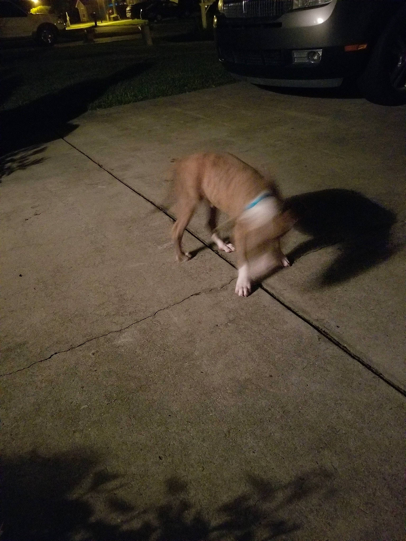 Sig joined the competition — help win amazing prizes! canidae, carnivore, dog, dog_breed, fawn, floor, flooring, night, non_sporting_group, road_surface, tail