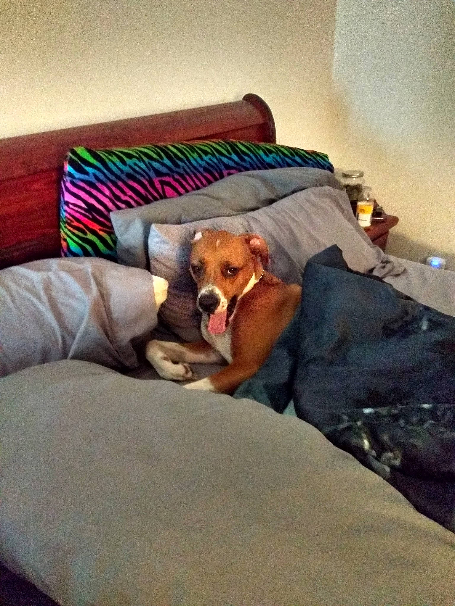 Ruger is registered to the contest to win money with this photo: bed, bedtime, canidae, carnivore, comfort, companion_dog, couch, dog, dog_breed, furniture, linens, nap, room, sleep, sporting_group