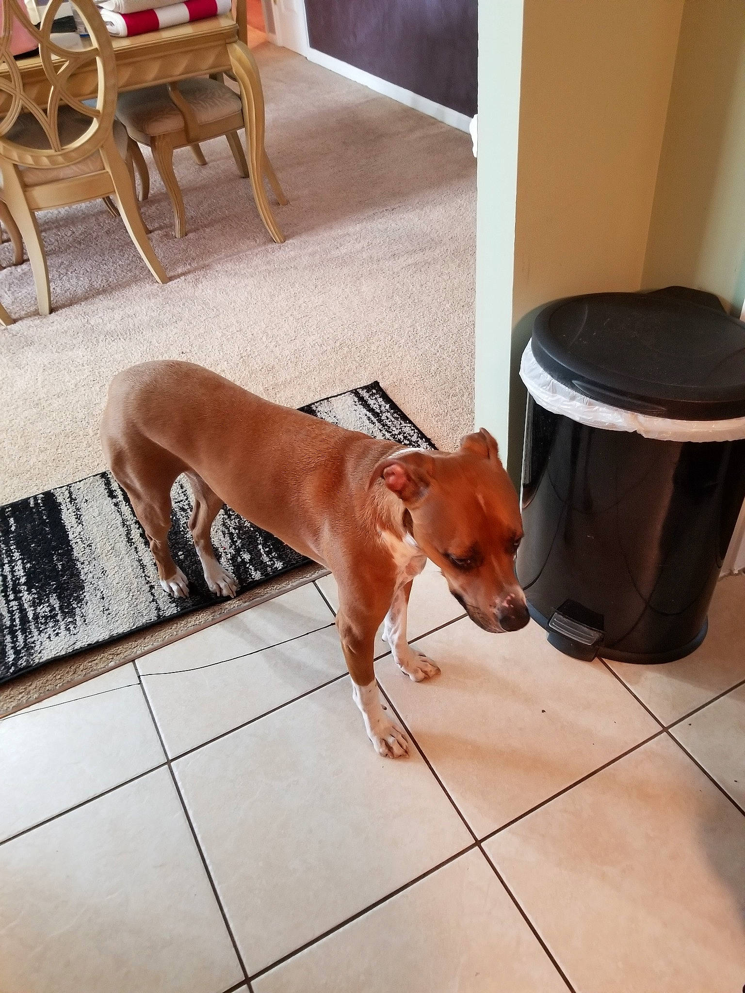 Ruger joined the competition — help win amazing prizes! canidae, carnivore, companion_dog, dog, dog_breed, fawn, floor, flooring, mammal, redbone_coonhound, rhodesian_ridgeback, sporting_group, tile, vizsla