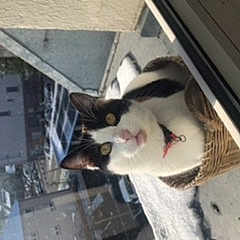 Minette