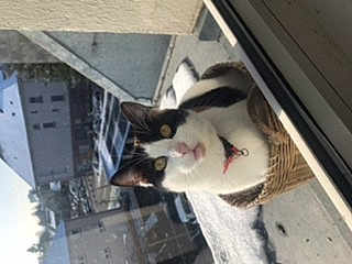 Minette
