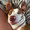 Rosie joined the competition — help win amazing prizes! dog, pet, close_up, blue_eyes, ears, nose, smiling, collar, blanket, fur, animal, cute, laying_down, domestic_animal, indoor, portrait, canine, happy, face, companion