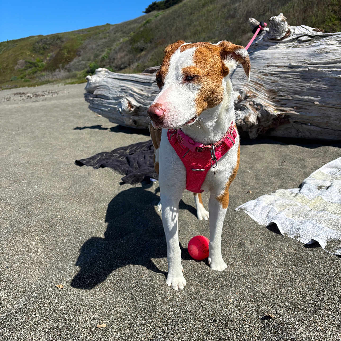 Rosie