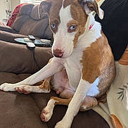 Rosie is registered to the contest to win money with this photo: dog, brown_and_white, blue_eyes, couch, indoor, pet, canine, sitting, blanket, living_room, window_blinds, curious, guilty_look, fur, paw, domestic_animal, household, cute, companion, relaxed