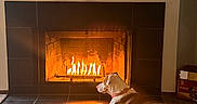 Rosie joined the competition — help win amazing prizes! dog, fireplace, fire, carpet, stockings, christmas_stockings, wall, home_interior, tile_floor, dog_collar, warm_light, relaxation, pet, holiday_decor, indoor, cozy, resting_dog, brown_and_white_dog, living_room, fireplace_screen