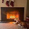 dog, fireplace, fire, carpet, stockings, christmas_stockings, wall, home_interior, tile_floor, dog_collar, warm_light, relaxation, pet, holiday_decor, indoor, cozy, resting_dog, brown_and_white_dog, living_room, fireplace_screen
