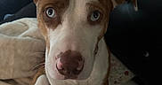 Rosie is registered to the contest to win money with this photo: animal, bedroom, blanket, blue_eyes, brown_and_white, canine, closeup, companion, cozy, curious, dog, ears, fur, head, indoor, looking, nose, pet, sitting, soft