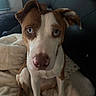 Rosie is registered to the contest to win money with this photo: dog, blue_eyes, indoor, blanket, pet, canine, curious, closeup, brown_and_white, fur, animal, head, ears, nose, sitting, looking, cozy, bedroom, soft, companion