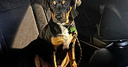 Kobe joined the competition — help win amazing prizes! dog, puppy, car_interior, seat, leash, collar, sunlight, shadow, pet, animal, black_and_tan, sitting, backseat, window, calm, indoor, vehicle, furniture, canine, domestic_animal