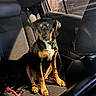animal, backseat, black_and_tan, calm, canine, car_interior, collar, dog, domestic_animal, furniture, indoor, leash, pet, puppy, seat, shadow, sitting, sunlight, vehicle, window
