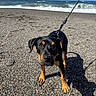 animal, beach, black_dog, canine, coast, dog, leash, ocean, outdoor, pebbles, pet, playful, puppy, shadow, summer, sunny, tan_dog, water, waves, young_dog