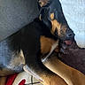 animal, black_and_tan, blanket, closeup, comfort, cozy, cushion, cute, dog, fur, home, indoors, nap, paw, pet, relaxed, resting, sleeping, soft_texture, tongue_out