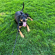 Kobe joined the competition — help win amazing prizes! dog, grass, leash, outdoor, happy, tongue_out, black_dog, tan_markings, pet, playful, canine, nature, summer, animal, greenery, collar, friendly, young_dog, field, sunlight