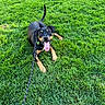 animal, black_dog, canine, collar, dog, field, friendly, grass, greenery, happy, leash, nature, outdoor, pet, playful, summer, sunlight, tan_markings, tongue_out, young_dog