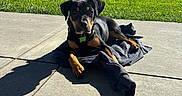 Kobe joined the competition — help win amazing prizes! animal, black_and_tan, blue_sky, collar, cute, daytime, dog, grass, lying_down, nature, outdoor, pet, playing, puppy, relaxed, shadow, sidewalk, sunny, trees, young_dog