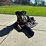 Kobe joined the competition — help win amazing prizes! dog, puppy, black_and_tan, outdoor, sunny, grass, sidewalk, shadow, trees, blue_sky, collar, pet, animal, lying_down, daytime, nature, playing, cute, young_dog, relaxed