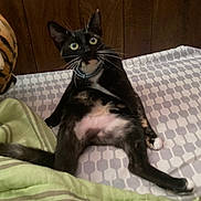 Nugget is registered to the contest to win money with this photo: cat, tuxedo_cat, bed, blanket, wood_paneling, whiskers, collar, indoor, pet, paws, belly, wide_eyes, bedding, geometric_pattern, relaxed, lying_on_back, playful, fur, tail, close_up