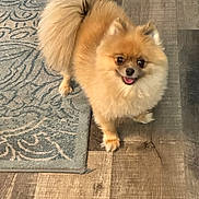 Tyson is registered to the contest to win money with this photo: dog, pomeranian, fluffy, pet, indoor, floor, wooden_floor, rug, blue_rug, small_dog, happy, cute, animal, fur, tail, standing, looking_up, tongue_out, domestic_animal, companion