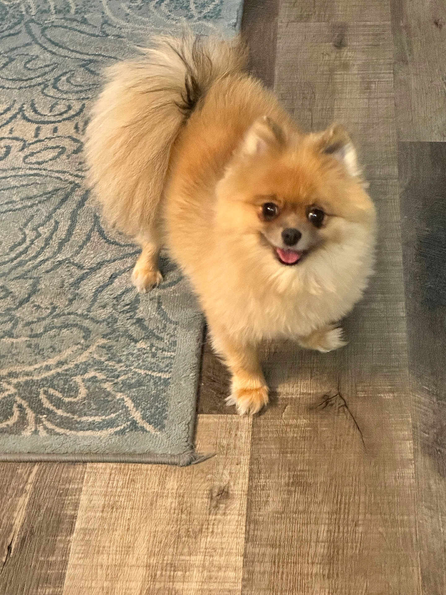 Tyson is registered to the contest to win money with this photo: dog, pomeranian, fluffy, pet, indoor, floor, wooden_floor, rug, blue_rug, small_dog, happy, cute, animal, fur, tail, standing, looking_up, tongue_out, domestic_animal, companion
