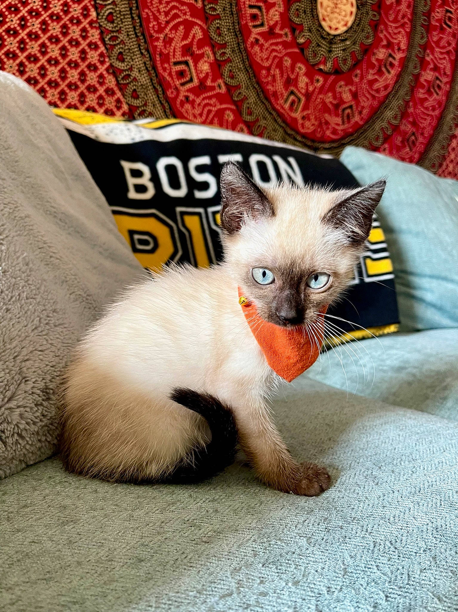 Bones joined the competition — help win amazing prizes! balinese, carnivore, cat, cat_supply, claw, comfort, domestic_short_haired_cat, fang, fawn, felidae, fur, linens, paw, pet_supply, photo_caption, siamese, small_to_medium_sized_cats, snout, tail, whiskers