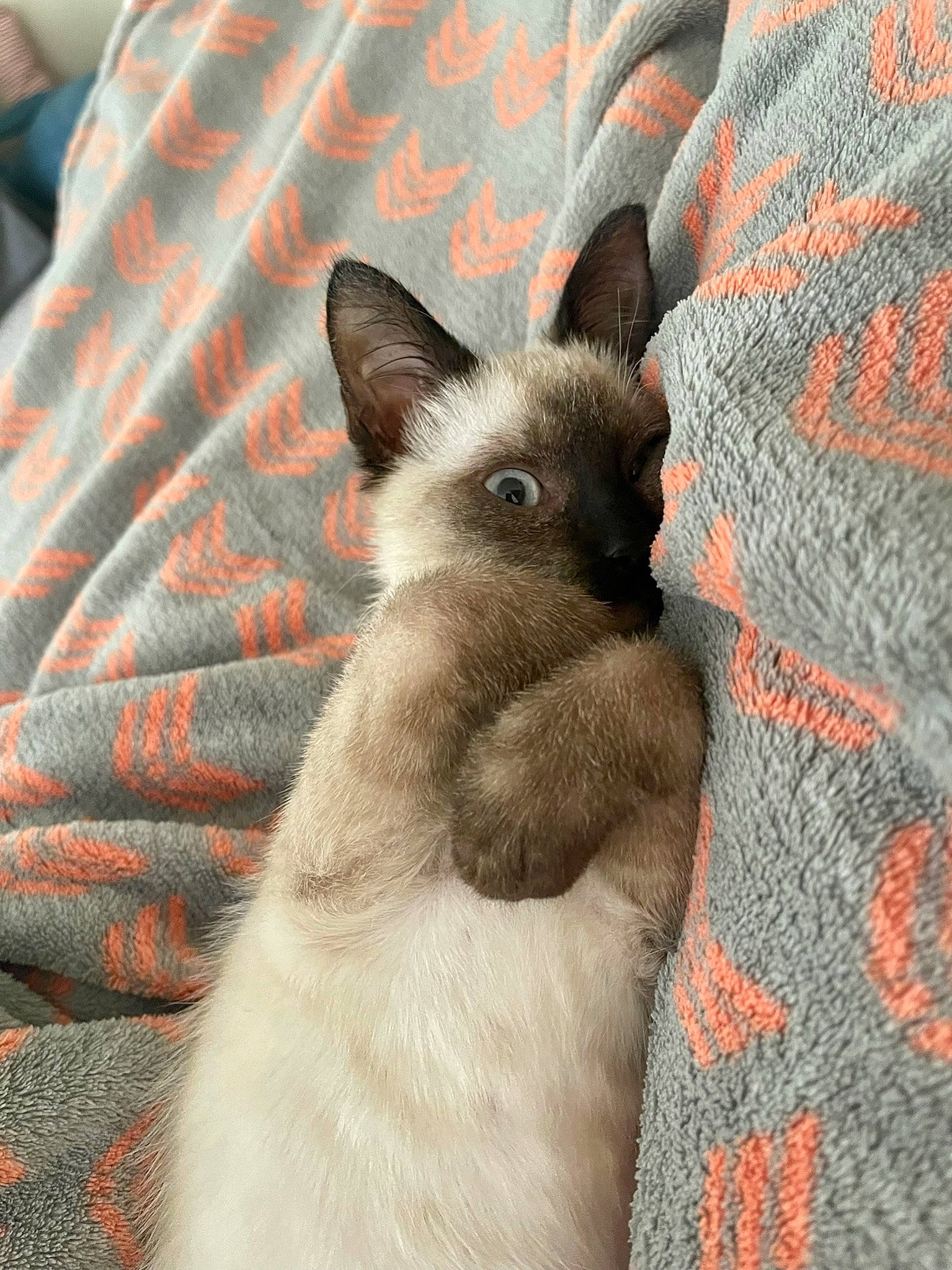 Bones joined the competition — help win amazing prizes! birman, carnivore, cat, comfort, fawn, felidae, fur, linens, pattern, siamese, small_to_medium_sized_cats, snout, tail, terrestrial_animal, whiskers