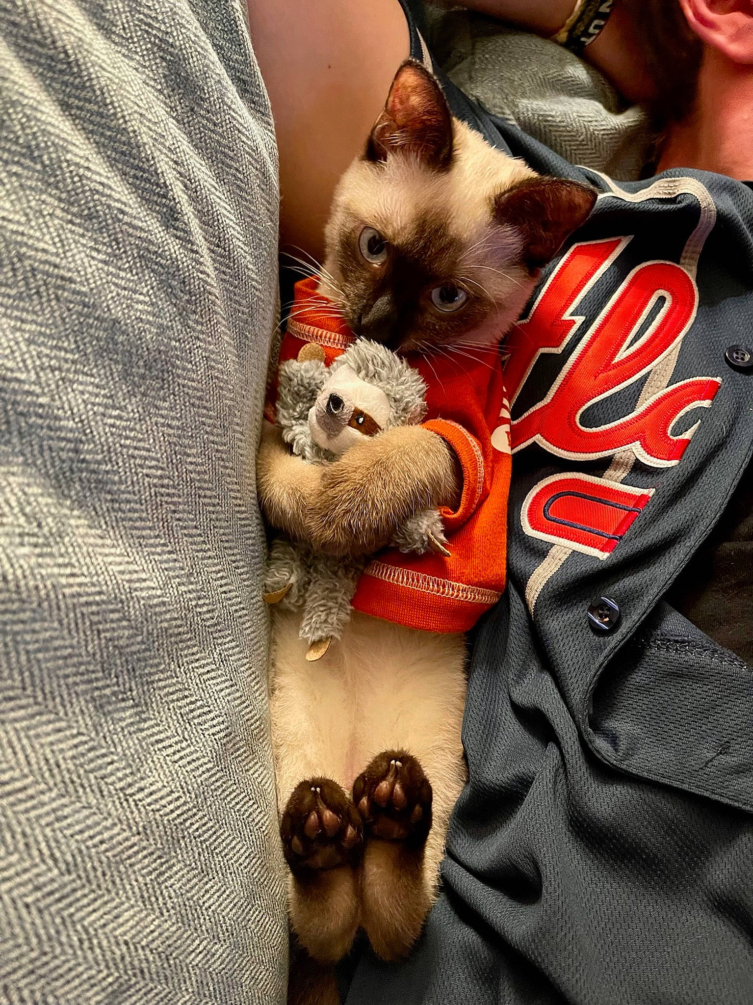 Bones is registered to the contest to win money with this photo: birman, carnivore, cat, fashion_accessory, fawn, felidae, fur, linens, mammal, pattern, siamese, small_to_medium_sized_cats, thai, whiskers