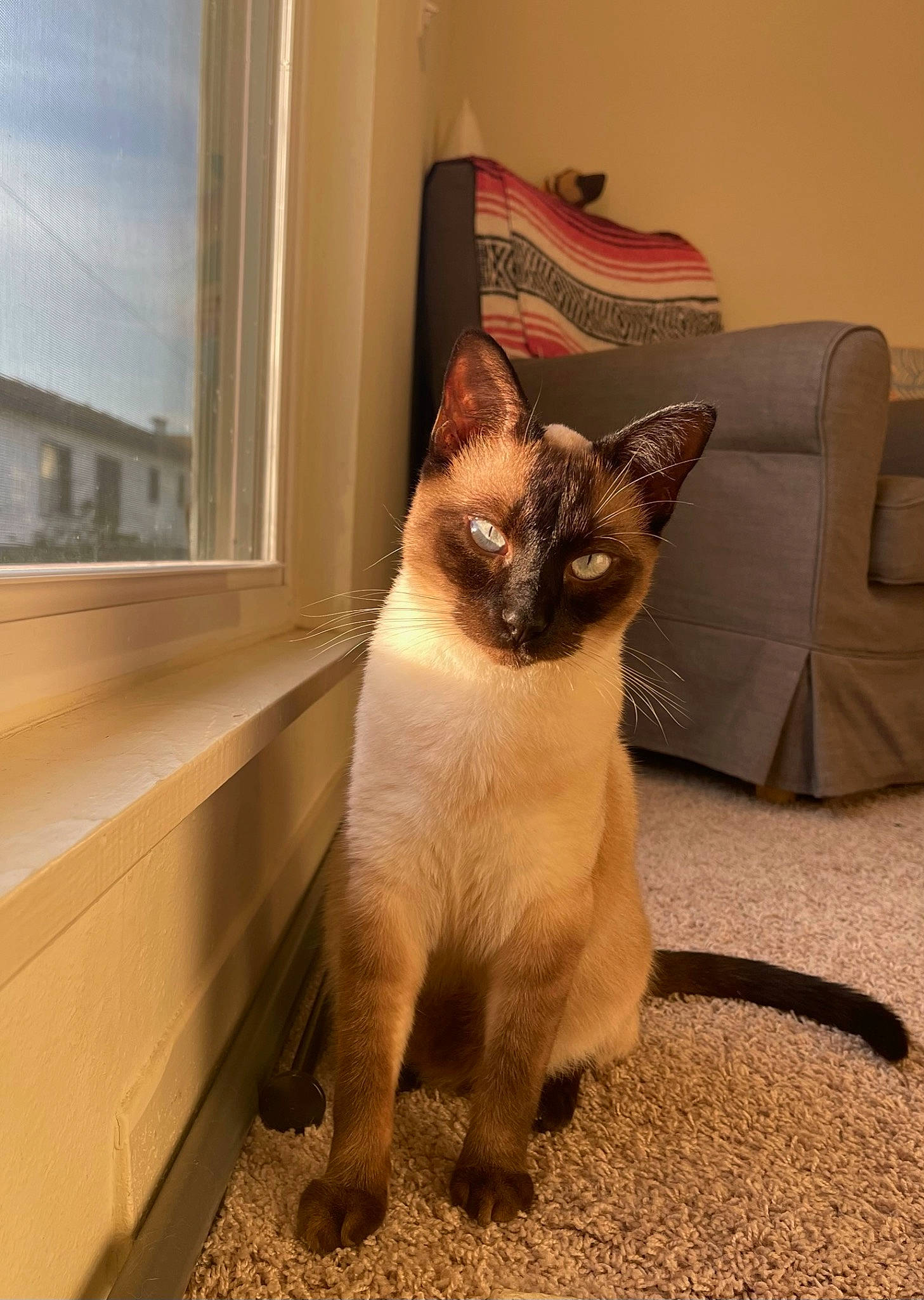 Bones joined the competition — help win amazing prizes! balinese, carnivore, cat, comfort, domestic_short_haired_cat, fawn, felidae, flooring, fur, siamese, small_to_medium_sized_cats, snout, tail, thai, whiskers, window, wood