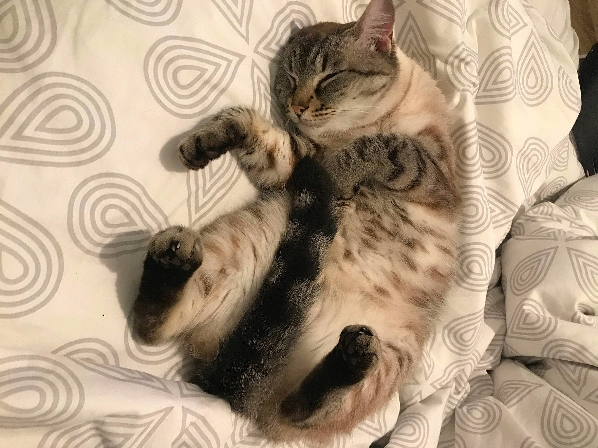 Kira participe au concours pour gagner de l'argent avec cette photo : art, carnivore, cat, claw, comfort, domestic_short_haired_cat, felidae, foot, fur, grey, pattern, paw, small_to_medium_sized_cats, tail, whiskers