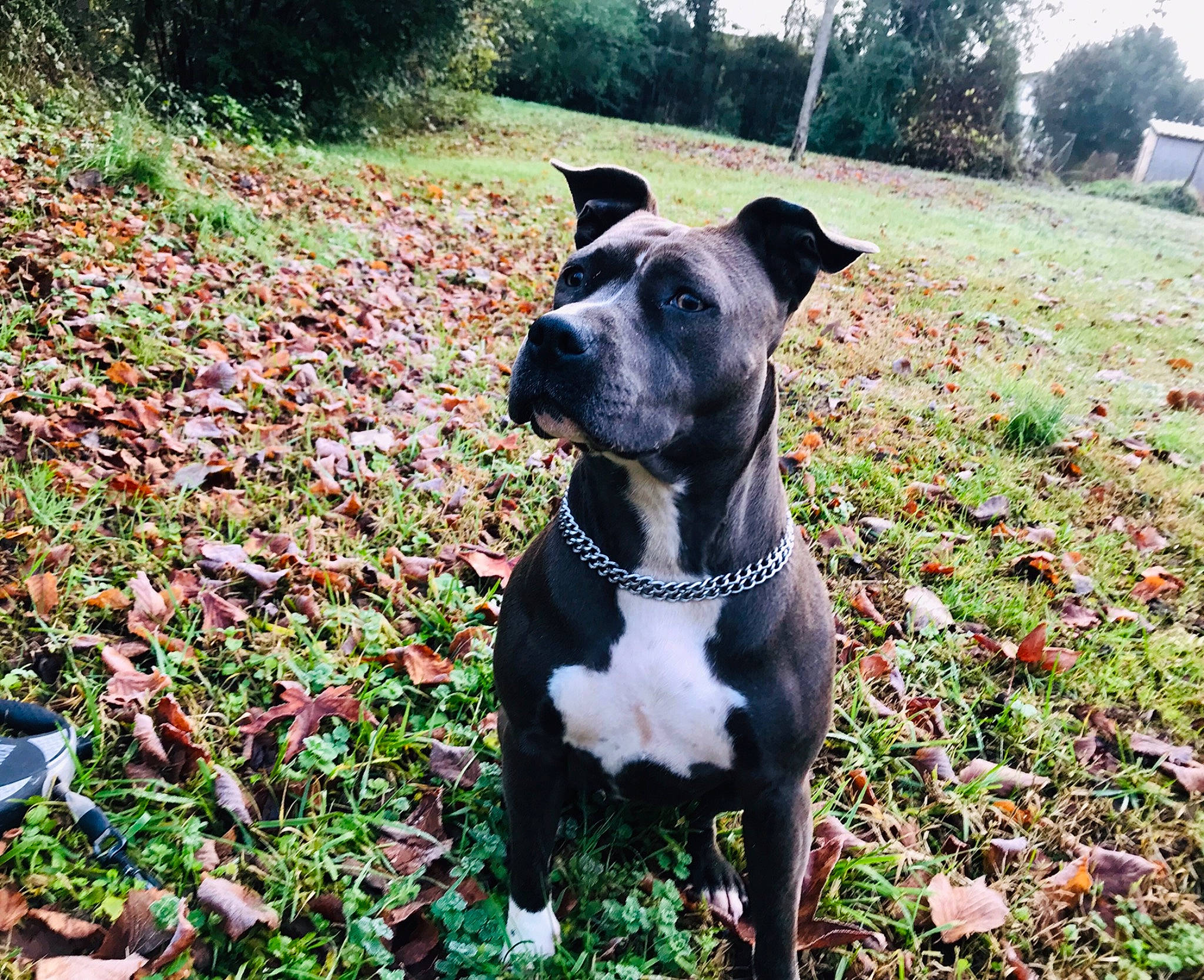 Baika participe au concours pour gagner de l'argent avec cette photo : canidae, carnivore, collar, companion_dog, dog, dog_breed, dog_collar, dog_supply, fawn, grass, groundcover, guard_dog, pet_supply, plant, snout, sporting_group, tree, whiskers, working_animal, working_dog