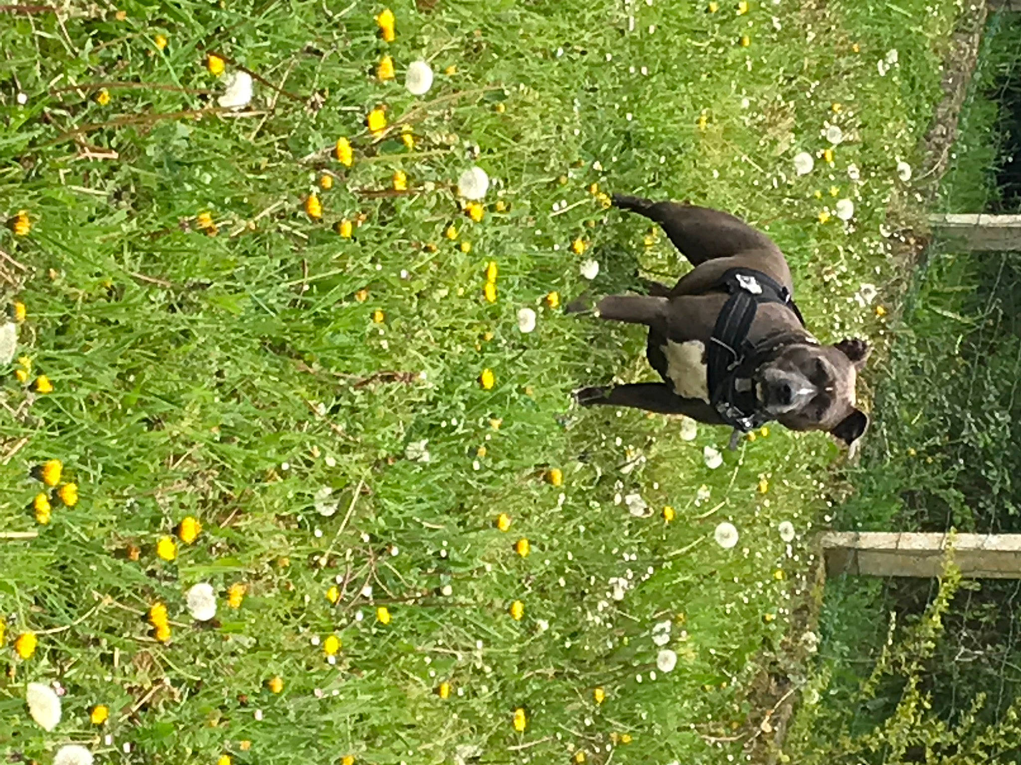 Baika participe au concours pour gagner de l'argent avec cette photo : annual_plant, carnivore, dog, dog_breed, flower, flowering_plant, grass, grassland, groundcover, herb, herbaceous_plant, lawn, pasture, people_in_nature, petal, plant, shrub, tail, terrestrial_animal, wildflower