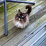 cat, long_hair, blue_eyes, whiskers, fluffy, tail, porch, wooden_deck, outdoor, looking_up, pet, domestic_cat, curious, close_up, brown_and_white, feline, sitting, groomed, chair_leg, eye_contact