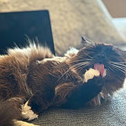 Miso is registered to the contest to win money with this photo: cat, tuxedo_cat, long_hair, whiskers, tongue, paw, white_paws, grooming, sofa, couch, fabric, indoor, pet, relaxed, laying_down, close_up, furry, blurred_background, cozy, portrait