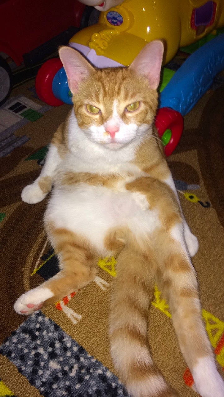 Leroy joined the competition — help win amazing prizes! carnivore, cat, claw, domestic_short_haired_cat, fawn, felidae, flooring, fur, paw, sitting, small_to_medium_sized_cats, snout, tail, terrestrial_animal, whiskers