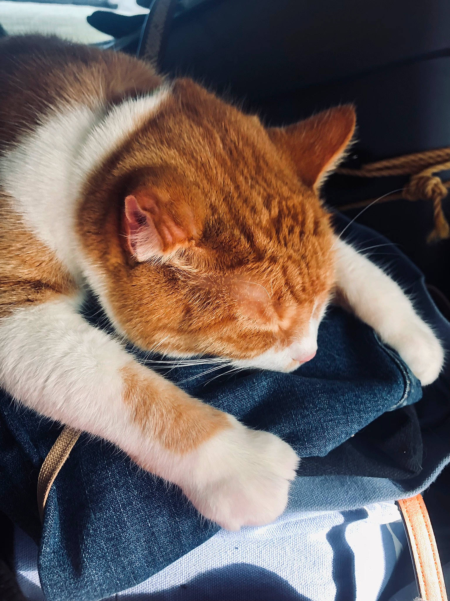 Leroy joined the competition — help win amazing prizes! carnivore, cat, claw, cloud, comfort, domestic_short_haired_cat, ear, fawn, felidae, fur, human_leg, lap, leg, paw, small_to_medium_sized_cats, snout, tail, textile, whiskers, wood