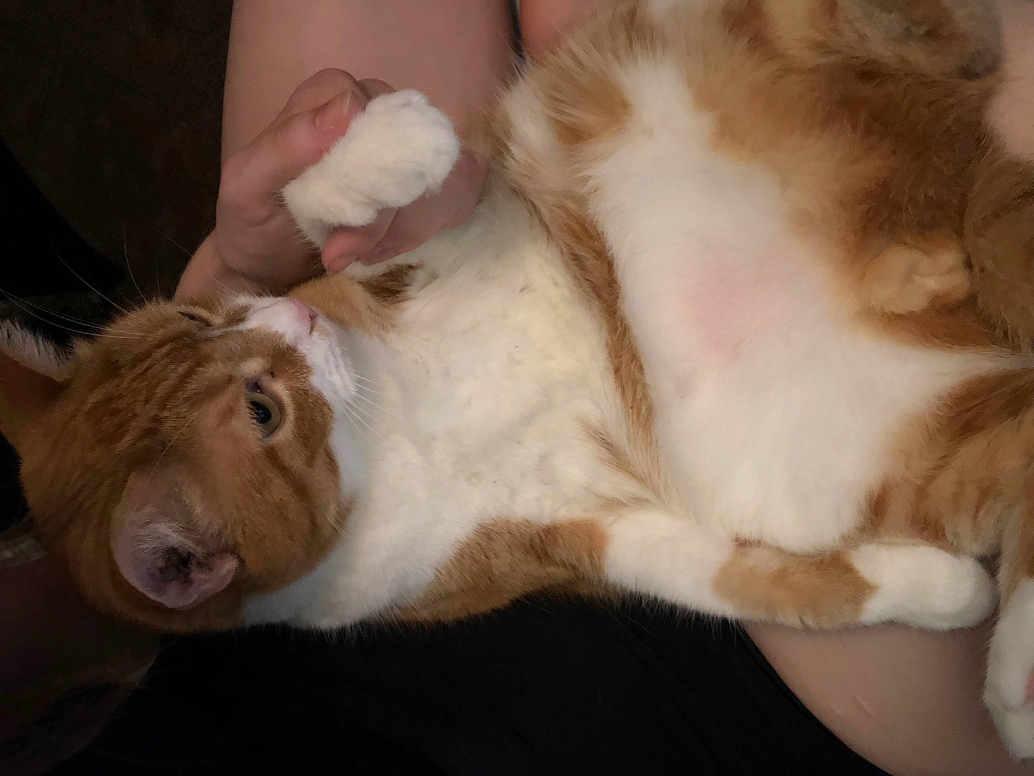 Leroy is registered to the contest to win money with this photo: canidae, carnivore, comfort, companion_dog, dog, dog_breed, ear, fawn, felidae, fur, liver, nap, paw, small_to_medium_sized_cats, snout, sporting_group, tail, whiskers, working_animal, wrinkle