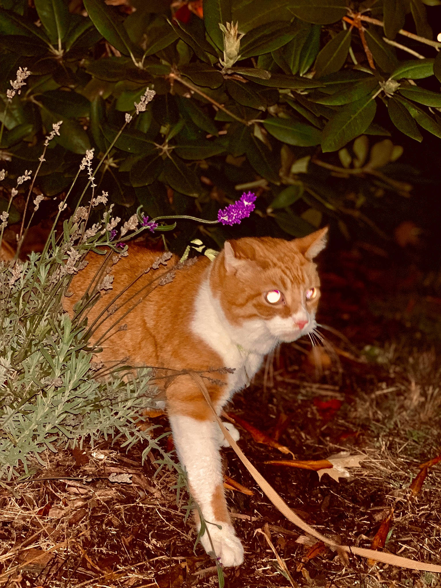 Leroy joined the competition — help win amazing prizes! art, brown, canidae, carnivore, cat, domestic_short_haired_cat, fawn, felidae, fur, grass, plant, small_to_medium_sized_cats, snout, soil, tail, terrestrial_animal, twig, whiskers, wildlife, wood