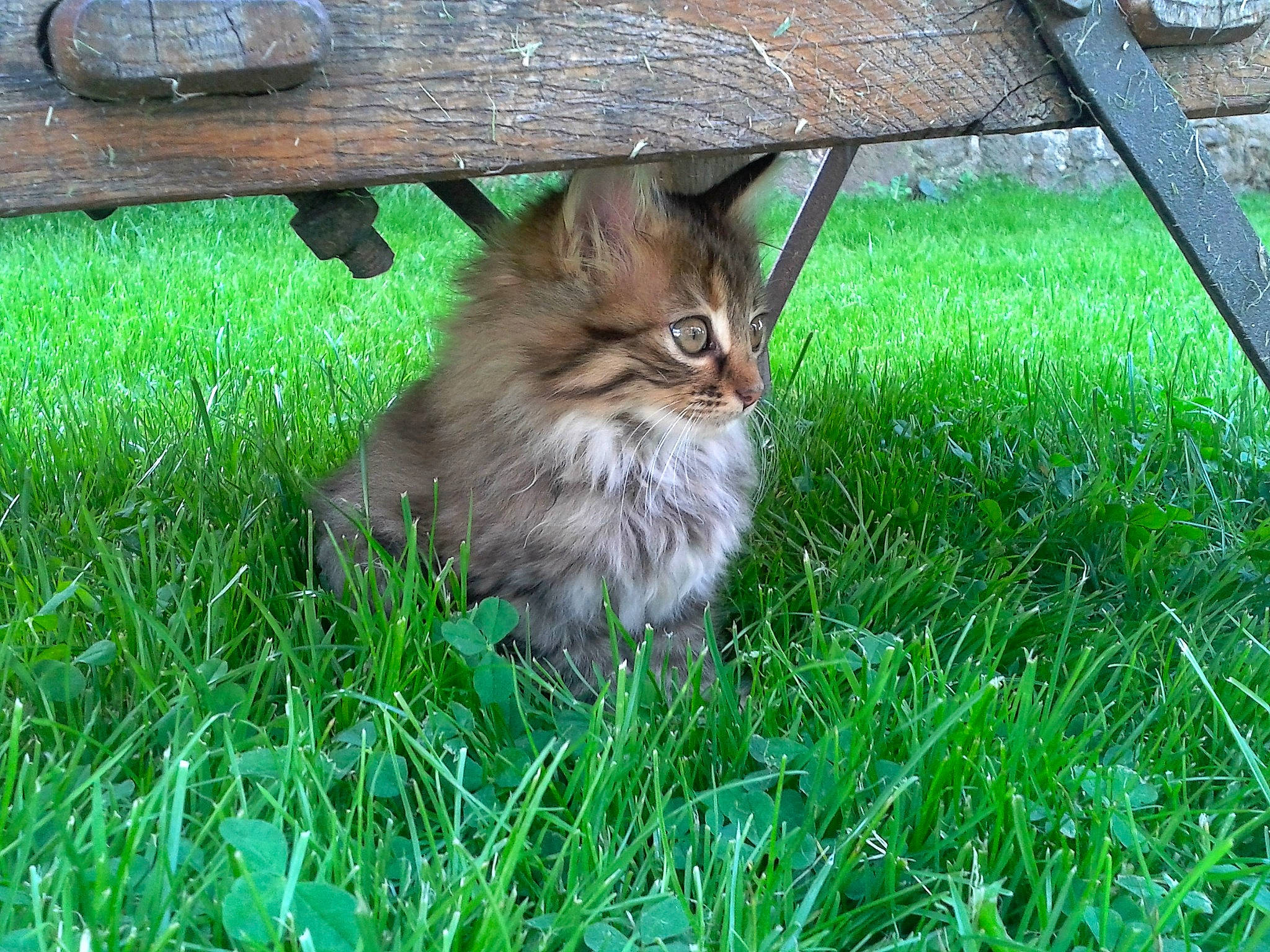 Sydney a rejoint le concours — aidez-le/la à gagner de superbes lots ! carnivore, cat, domestic_short_haired_cat, fawn, felidae, fur, grass, grass_family, groundcover, lawn, outdoor_furniture, plant, small_to_medium_sized_cats, snout, sporting_group, table, tail, terrestrial_animal, whiskers, wood