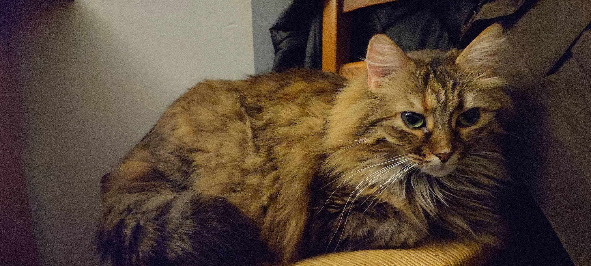 Sydney a rejoint le concours — aidez-le/la à gagner de superbes lots ! box, carnivore, cat, domestic_short_haired_cat, eye, fawn, felidae, fur, maine_coon, small_to_medium_sized_cats, snout, terrestrial_animal, whiskers