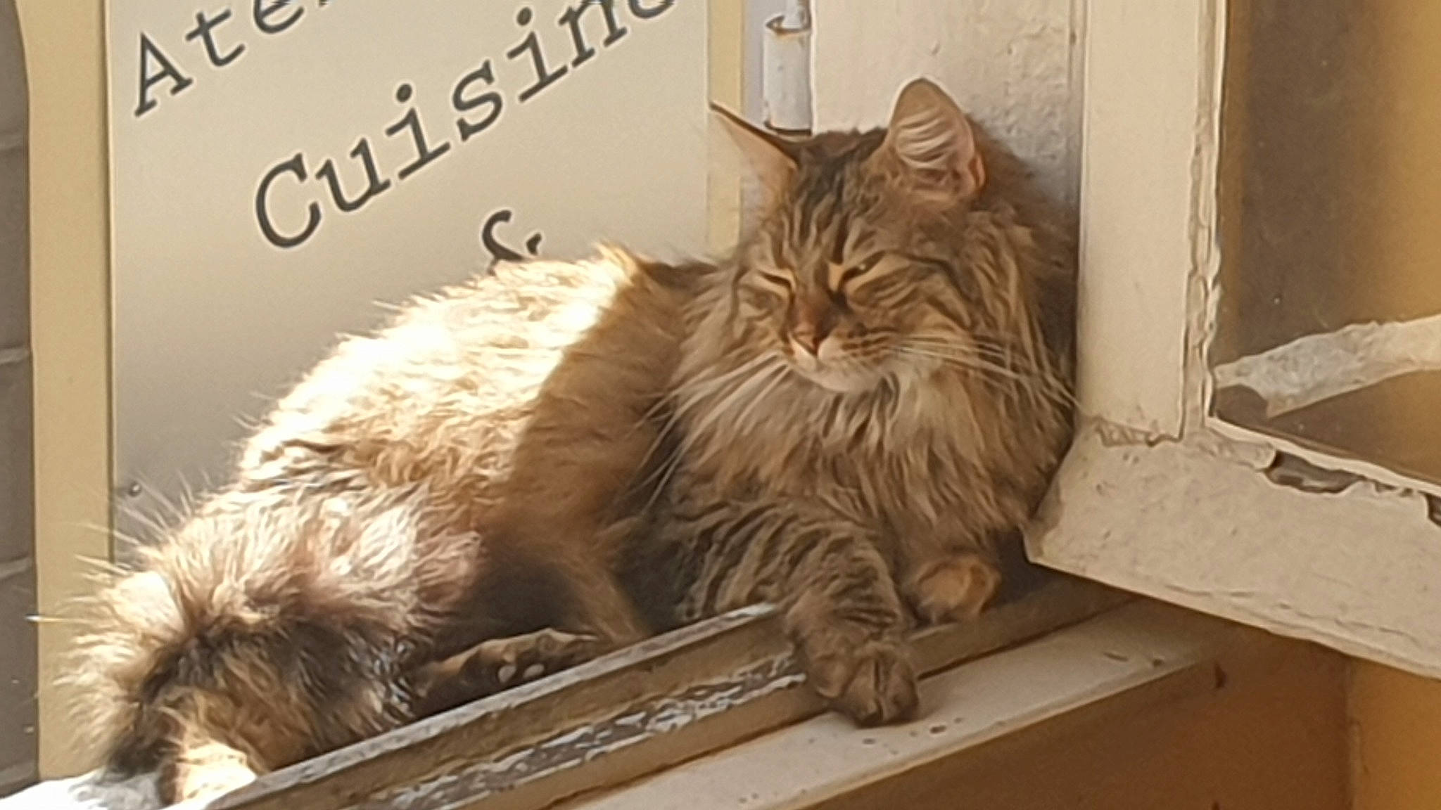 Sydney participe au concours pour gagner de l'argent avec cette photo : box, british_longhair, carnivore, cat, claw, comfort, domestic_short_haired_cat, felidae, font, fur, maine_coon, paw, small_to_medium_sized_cats, snout, tail, terrestrial_animal, vertebrate, whiskers, window, wood