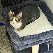 Kai joined the competition — help win amazing prizes! animal, bed, carpet, cat, corner, cozy, cute, ears, feline, fur, gray, indoor, looking, pet, plush, relaxed, resting, tabby_cat, whiskers, white